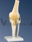 Functional Elbow Joint Model